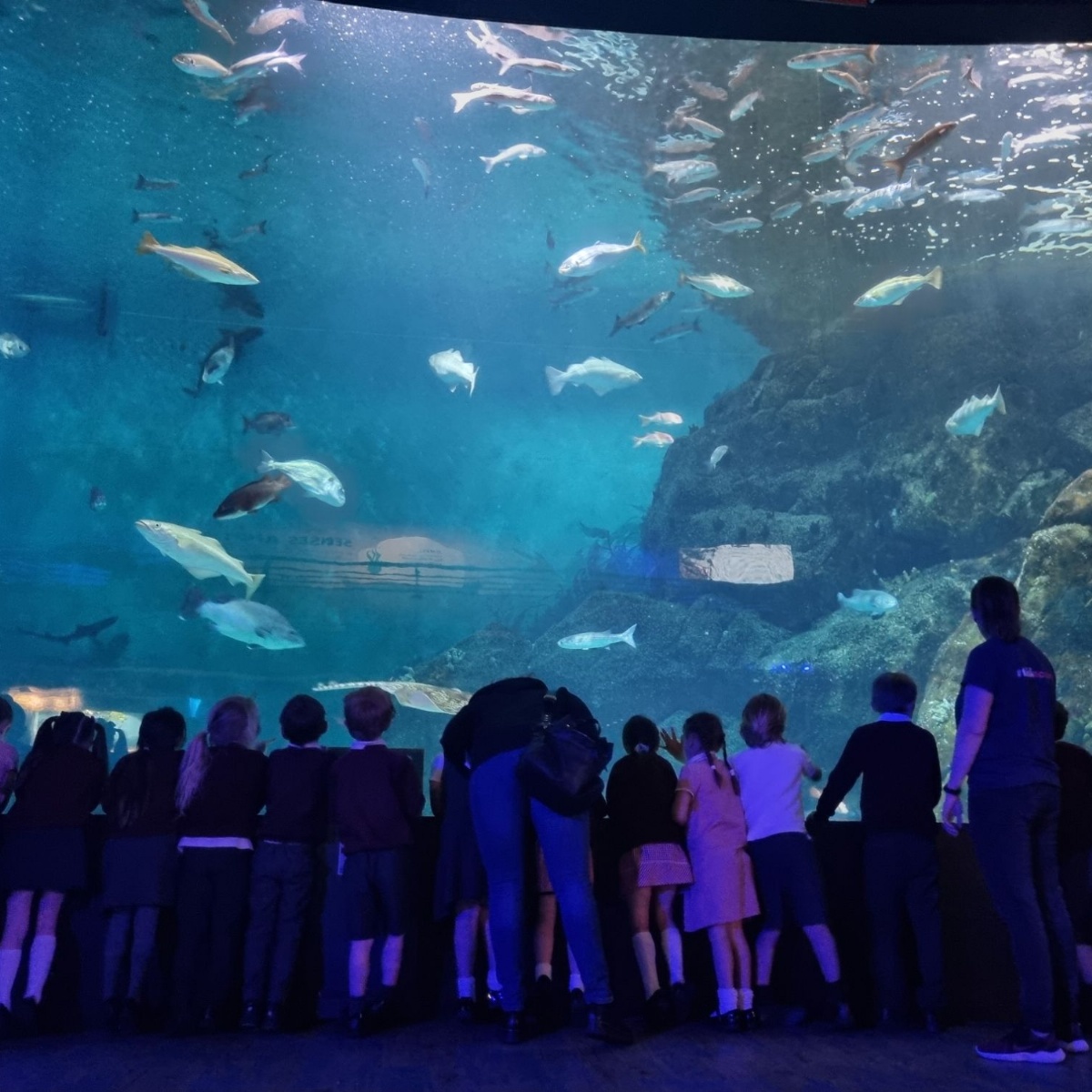 Woodlands Park Primary School Year 1 Plymouth Aquarium Visit